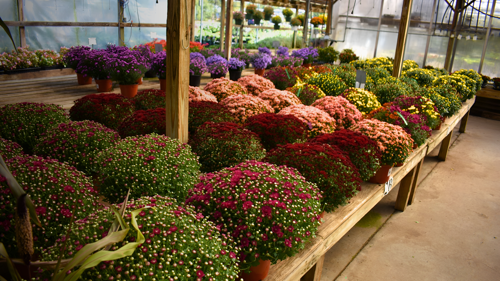 Baskets of flowers on shelves in a greenhouse setting