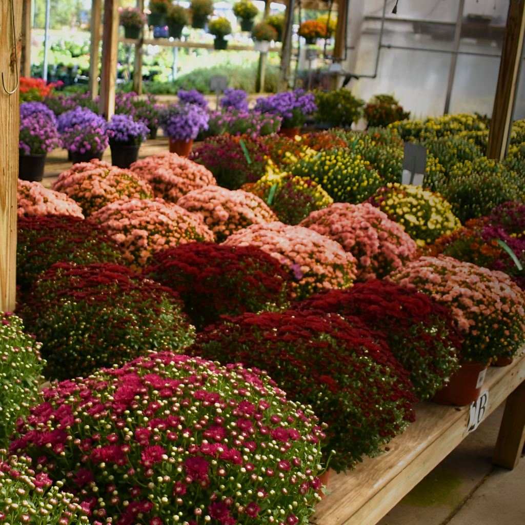 Baskets of colorful flowers on display in a greenhouse.